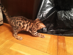 Photo №1. bengal cat - for sale in the city of Москва | 107$ | Announcement № 2178