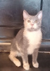 Photo №3. We are looking for a home for teenage kittens!. Russian Federation