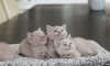 Photo №1. british shorthair - for sale in the city of Вадуц | Is free | Announcement № 120714