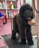 Photo №1. poodle (royal) - for sale in the city of Munich | 528$ | Announcement № 105203