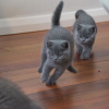 Photo №3. British shorthair. Germany