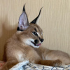 Photo №2 to announcement № 99564 for the sale of caracal - buy in United States private announcement, from nursery, from the shelter