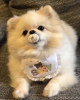 Photo №1. pomeranian - for sale in the city of Copenhague | 317$ | Announcement № 109657