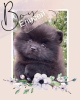 Photo №2 to announcement № 8223 for the sale of german spitz - buy in Russian Federation breeder
