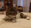 Photo №1. exotic shorthair - for sale in the city of Москва | 1$ | Announcement № 66074