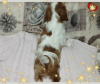 Additional photos: PROMISING GIRL Cavalier King Charles Spaniel