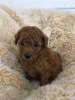 Photo №2 to announcement № 99485 for the sale of poodle (toy) - buy in Germany private announcement