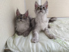 Photo №2 to announcement № 10262 for the sale of maine coon - buy in Russian Federation private announcement