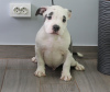 Photo №1. american staffordshire terrier - for sale in the city of Kishinev | 740$ | Announcement № 71094