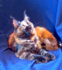 Photo №2 to announcement № 74772 for the sale of maine coon - buy in Russian Federation from nursery