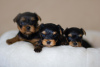 Photo №1. non-pedigree dogs - for sale in the city of Novosibirsk | 448$ | Announcement № 7832