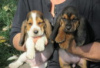 Photo №2 to announcement № 126898 for the sale of basset hound - buy in Germany private announcement