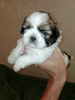 Additional photos: Shih Tzu