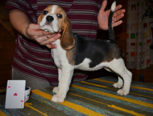 Photo №2 to announcement № 4145 for the sale of beagle - buy in Russian Federation 
