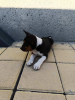 Additional photos: Basenji puppies for sale