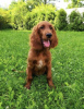 Photo №2 to announcement № 11162 for the sale of irish setter - buy in Ukraine from nursery