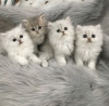 Photo №1. persian cat - for sale in the city of Liège | Is free | Announcement № 105510