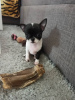 Additional photos: Selling CHIHUAHUA
