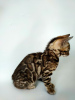 Photo №4. I will sell bengal cat in the city of Borispol. from nursery - price - 1000$