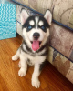 Photo №1. siberian husky - for sale in the city of Gothenburg | negotiated | Announcement № 94613