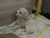 Photo №3. Toy poodle puppies. Russian Federation