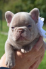 Photo №1. french bulldog - for sale in the city of Farciennes | 2113$ | Announcement № 117780