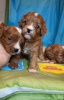 Photo №3. Maltipoo F1 puppies. Estonia