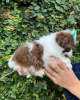 Photo №2 to announcement № 42826 for the sale of shih tzu - buy in United States breeder