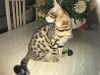 Additional photos: Bengal kittens for rehoming