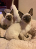 Photo №2 to announcement № 32038 for the sale of siamese cat - buy in Germany 