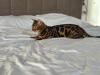 Additional photos: Gorgeous Bengal boy for breeding