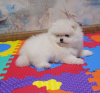 Photo №3. Pomeranian spitz girl KSU bear buy dog tsucenya puppy gift. Ukraine