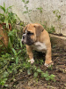 Additional photos: English bulldog