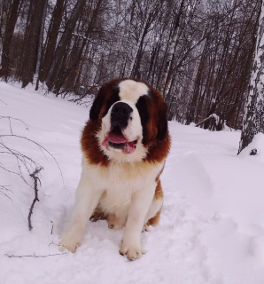 Additional photos: Proposed St. Bernard male for mating.