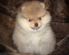 Photo №2 to announcement № 9159 for the sale of pomeranian - buy in Belarus breeder