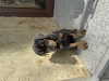 Photo №1. dobermann - for sale in the city of Tbilisi | negotiated | Announcement № 41019
