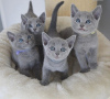 Photo №1. russian blue - for sale in the city of Brussels | negotiated | Announcement № 78767