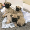 Photo №4. I will sell pug in the city of Helsinki. private announcement, breeder - price - 423$