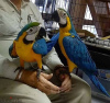 Photo №3. fully tame blue and gold macaw for sale. Kuwait