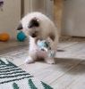 Photo №2 to announcement № 72818 for the sale of ragdoll - buy in Finland private announcement, breeder