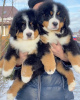 Photo №1. bernese mountain dog - for sale in the city of Berlin | Is free | Announcement № 23736