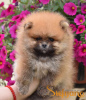 Photo №1. pomeranian - for sale in the city of Loznica | Is free | Announcement № 97640