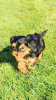 Photo №1. yorkshire terrier - for sale in the city of Munich | 317$ | Announcement № 69774