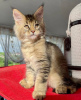 Photo №3. Healthy cute adorable Maine coon kittens available now for sell. Switzerland