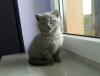 Photo №3. British Shorthair kittens, please contact me via WhatsApp 49 15219491597. Germany