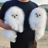 Photo №3. pomeranian. Germany