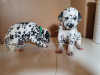 Photo №2 to announcement № 36087 for the sale of dalmatian dog - buy in Lithuania 