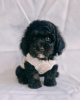 Photo №1. poodle (toy) - for sale in the city of Флорида Сити | 250$ | Announcement № 124482