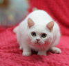 Photo №2 to announcement № 102883 for the sale of british shorthair - buy in Russian Federation from nursery