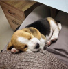 Additional photos: beagle